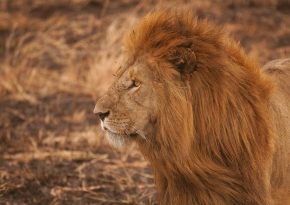 Lion. Source: Photo by Amar Yashlaha on Unsplash