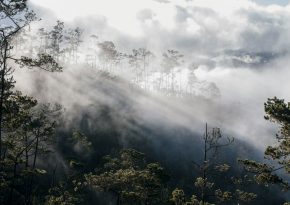 Democratic Republic of Congo forest landscape. Source: Photo by Juan Fernández on Unsplash